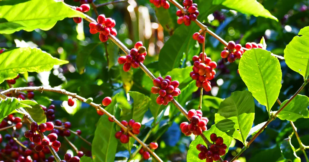 Geisha coffee tree