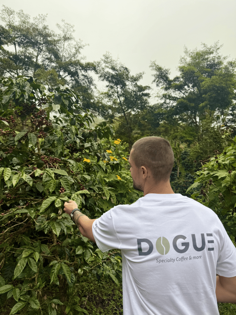 A man picking up a cherry from a coffee tree