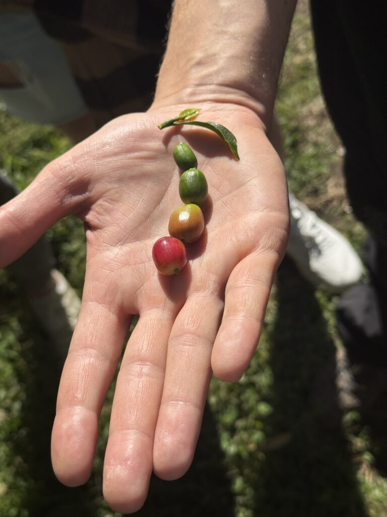 stages of coffee cherry green to ripe red