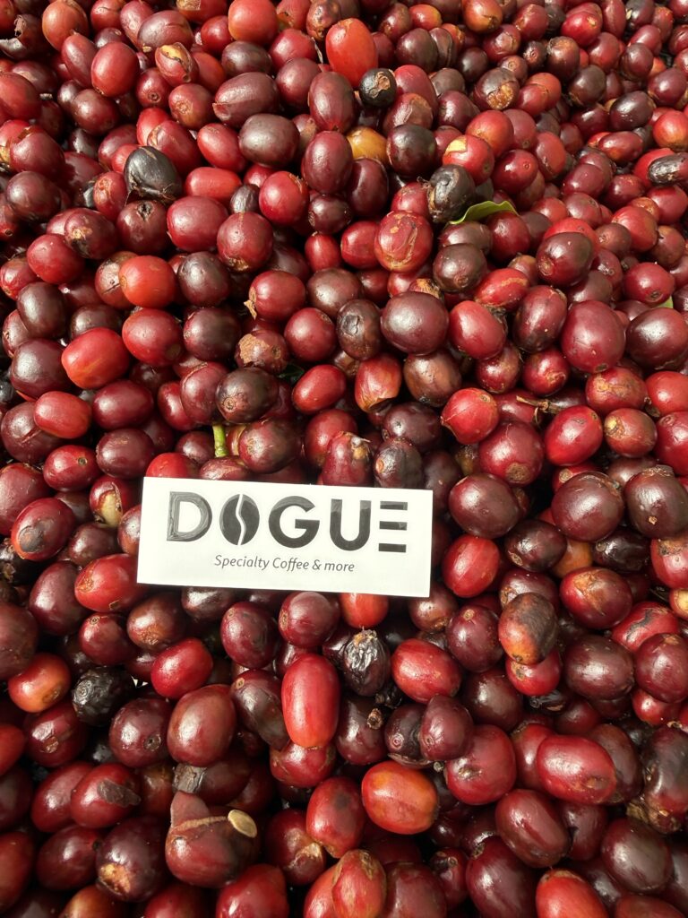 red coffee cherry with DOGUE logo