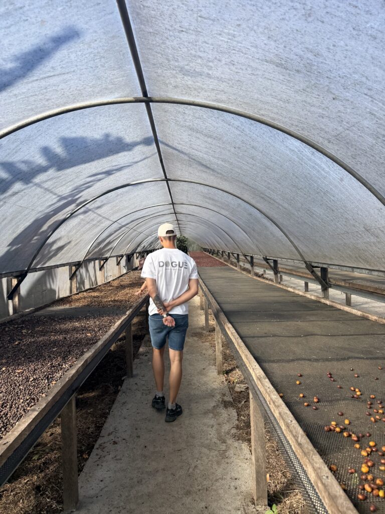 a man walking between coffee harvest