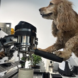 Sunny dog pulling espresso shot on coffee machine