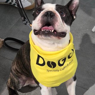 dog with DOGUE merch